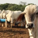 agrotendenciatv agropedia ganado bovino de carne INT 8