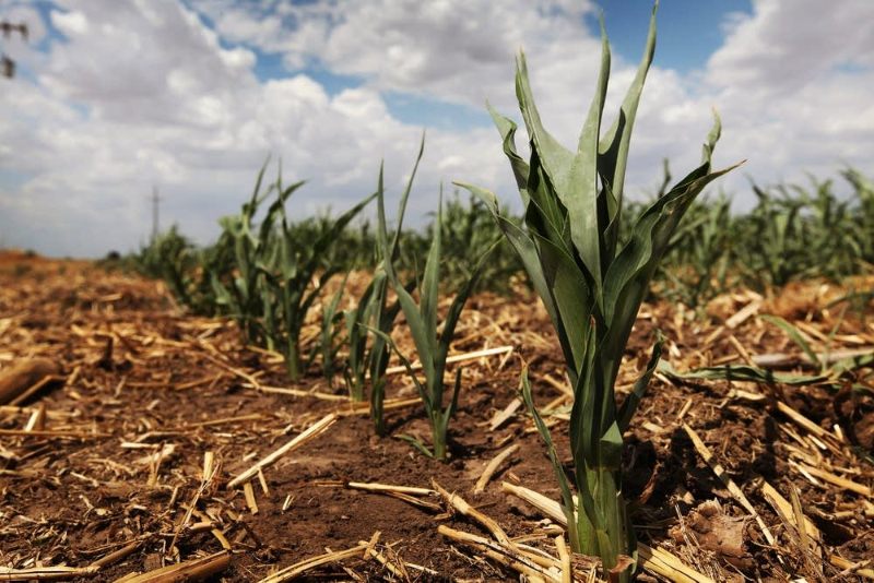 agricultura peligro cambio climatico