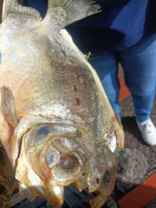 Alcaldía decomisó pollo, pescado y carne de res y cerdo en mal estado 13 20594696 5c59 4adc bd87 56f0b8e1f571