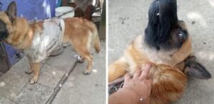 ¡Indignante! Perro brutalmente atacado con machete en Fresno por comerse dos gallinas 11 IMG 20241220 WA0065