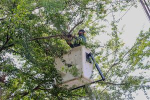 WhatsApp Image 2025 07 15 at 10.55.33 AM