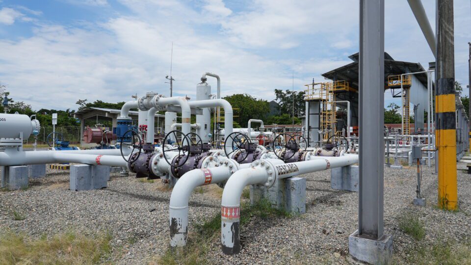 Foto Planta Mariquita 1 1