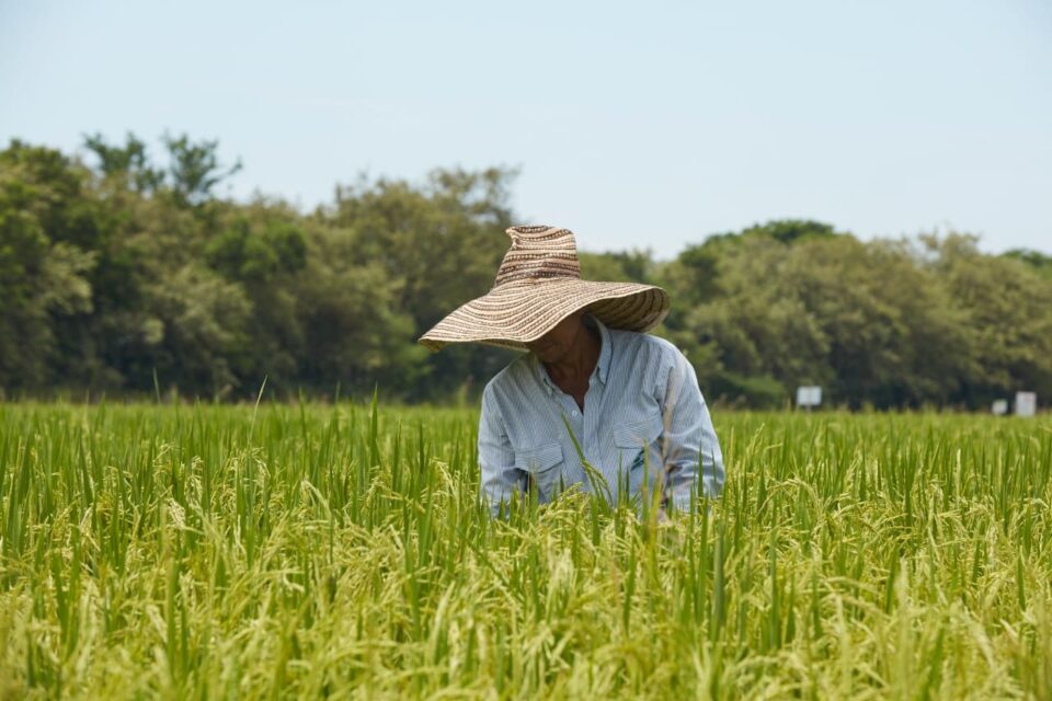 Productor de arroz. Foto de Fedearroz