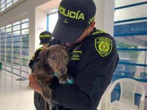 Zeus: la segunda oportunidad que encontró gracias a un acto de amor 12 WhatsApp Image 2026 07 18 at 5.10.35 PM